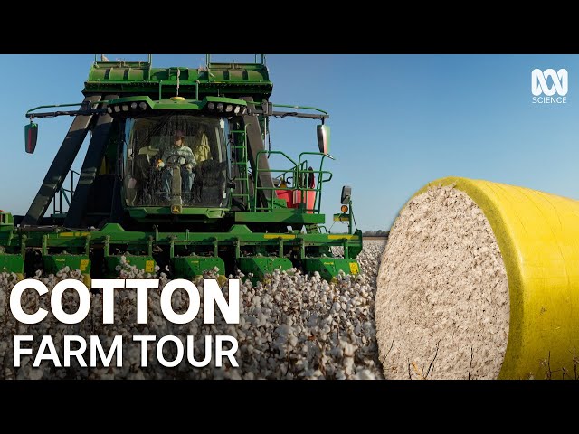 How Cotton Is Harvested In Australia (And Why It Uses Less Water)