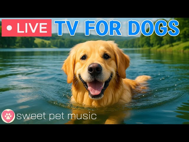 🔴24 Hours of Dog TV - Deep Relaxation Music for Dogs🎵🐶Dog Calming Music💖Dog Stress Relief Music