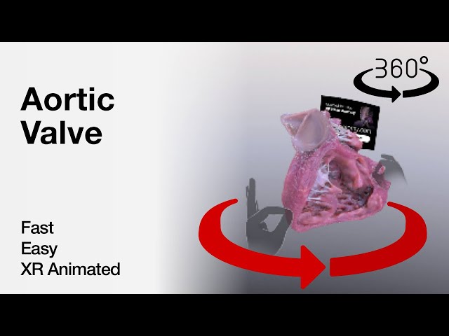 360 video - Aortic Valve - Explained in Mixed Reality