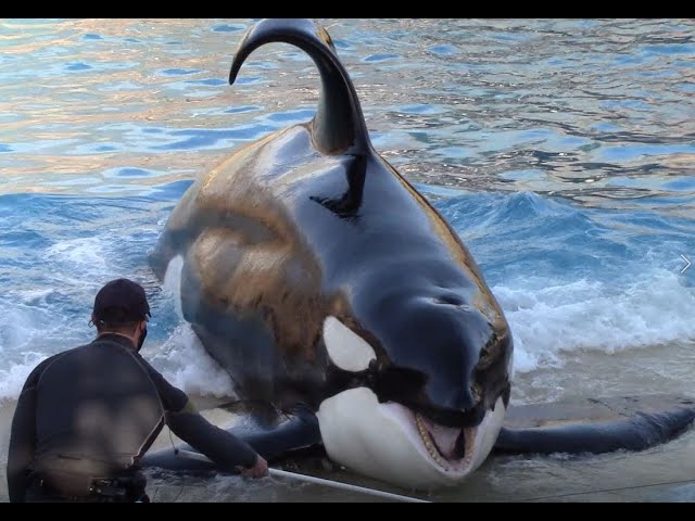 Ulises thrash slideout at SeaWorld San Diego Nov 2020