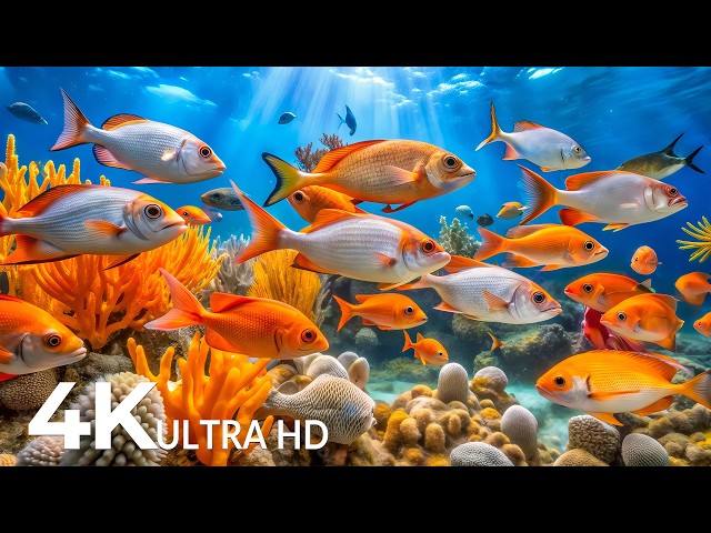 Marvel at Sea Animal in The Best 4K ULTRA HD Aquarium-Dive Into The Mesmerizing Underwater Realm #92