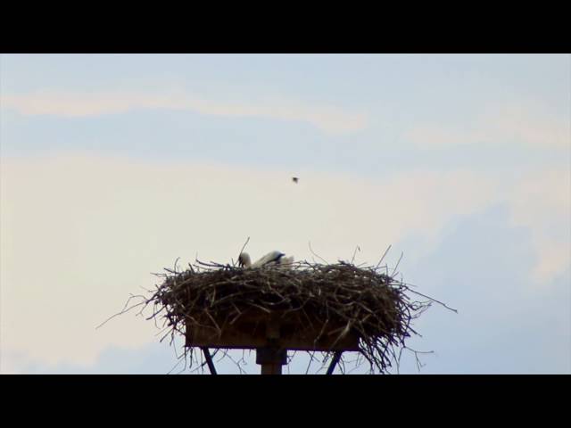 Pritzerber Storchenbabys