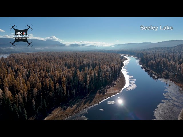 Drone video of larch trees of Seeley Lake