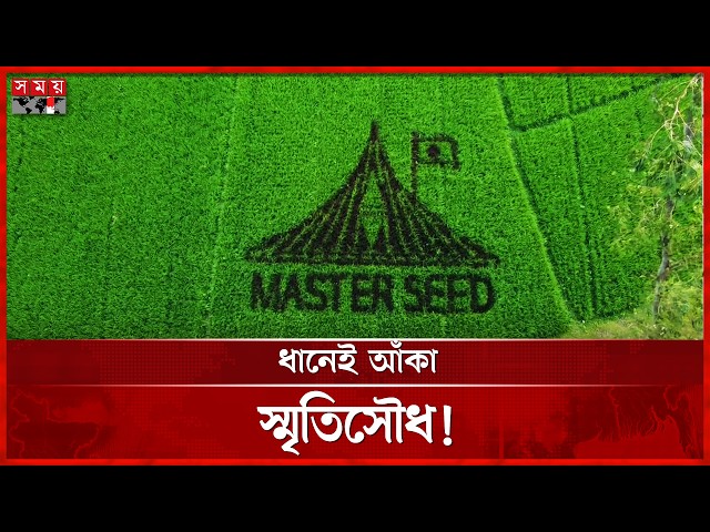 রং নয়, ধান দিয়েই আঁকা স্মৃতিসৌধ! তাক লাগালেন শিক্ষক জাফর | Rice memorial | Rice Painting | Somoy TV