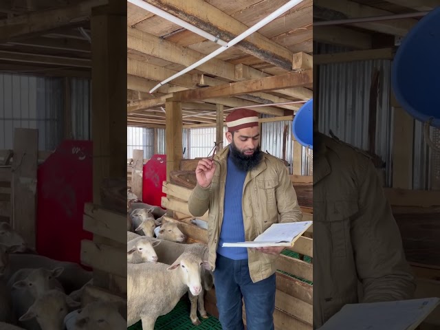 Informative video for all sheep farmer brothers￼ #farmersfriend #farming #sheepfarming #winter