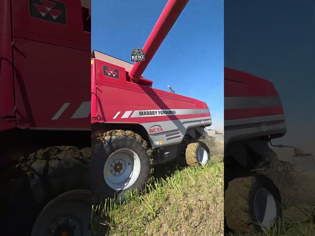 MF Beta beim Raps dreschen🌾😎