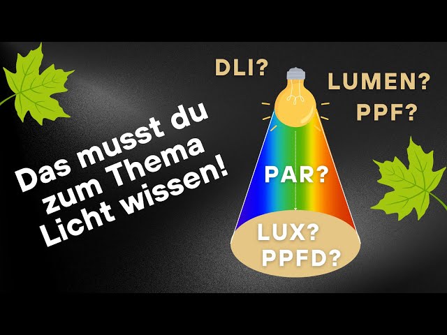 Cannabis Lichtintensität: Was sind PPF, PPFD und DLI?