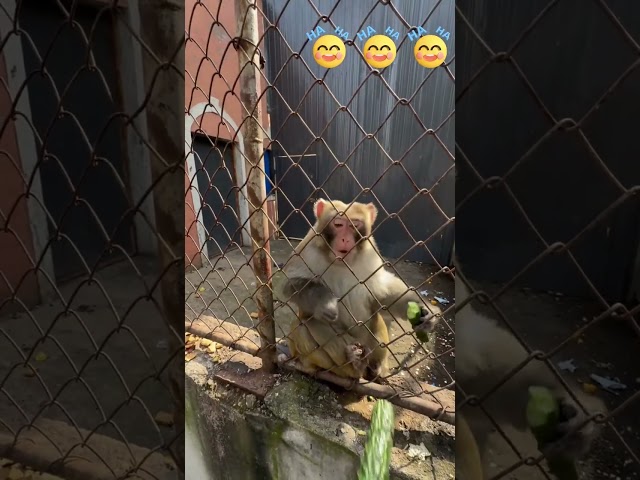 Macaco ladrão e bravo!  #china #monkey #Burglar #cucumber