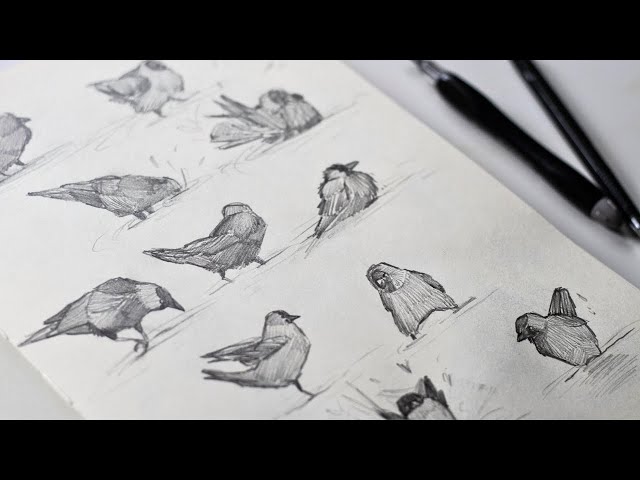 Quick sketching birds! A drawing exercise for beginner artists