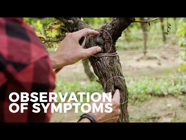 Surgery for Esca disease