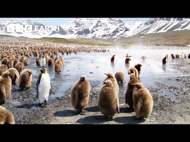 30 Minutes of Perfect Penguin Moments | BBC Earth