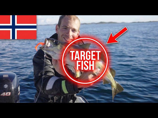 Pollack-Angeln am leichten Gerät | SO klappt es mit dem Zielfisch in Norwegen