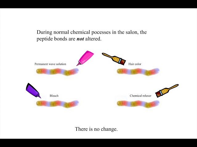 COS2420 Chemical Hair Bonds The Peptide Bond