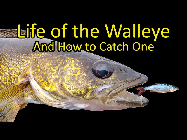 Life of the Walleye and How to Catch a Walleye Fishing