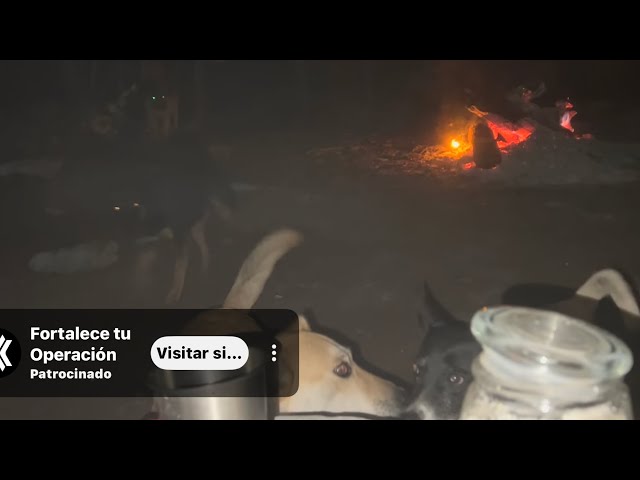 How much will the dogs see?