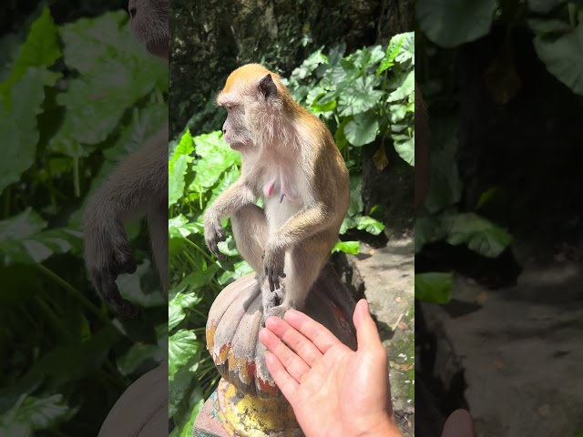 The monkey has a cute face