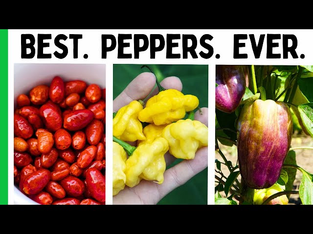 Our Favorite Peppers Of ALL TIME 🌶️