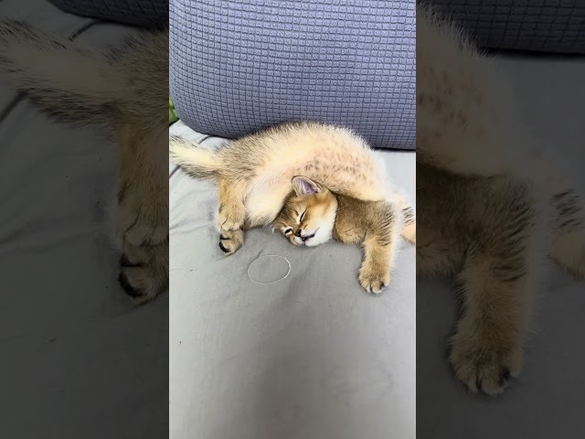 Follow Me for More Video #cat #cats #catlovers #memes #fun #animals #funny #viralshort #animal #meme