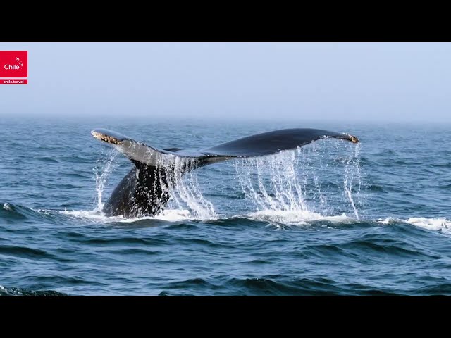 Eine unendliche Reise durch Chile: Natur, Kultur & Nachhaltigkeit