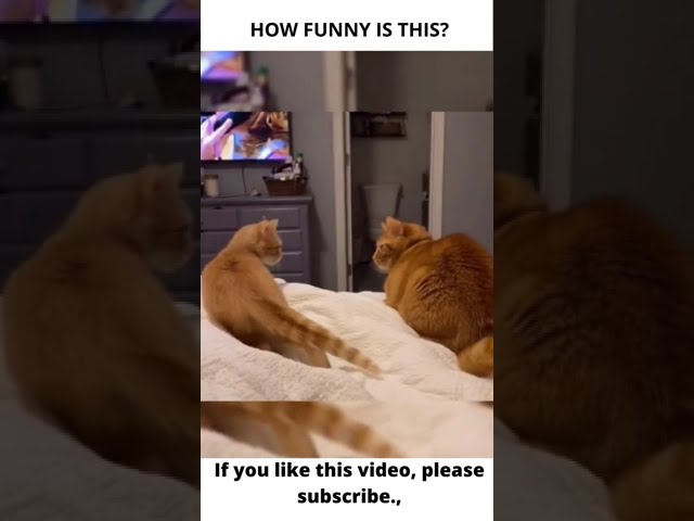 Funny cat collection