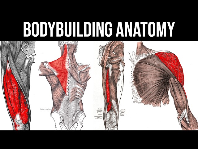 Muscle Anatomy for Bodybuilding 2025 - Best Exercises, Muscle Functions