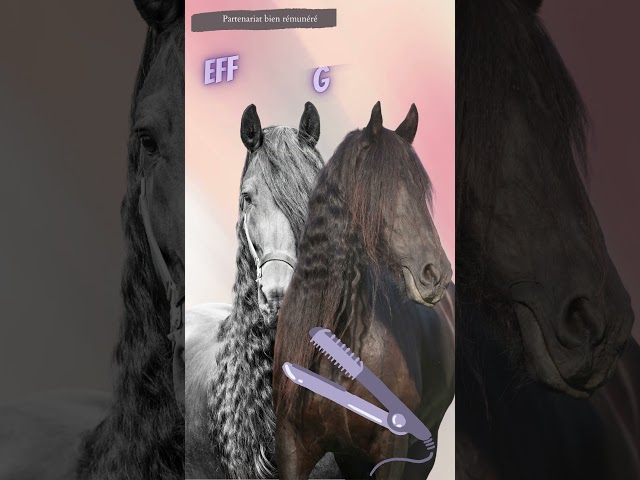 #cheval #humour #parodie