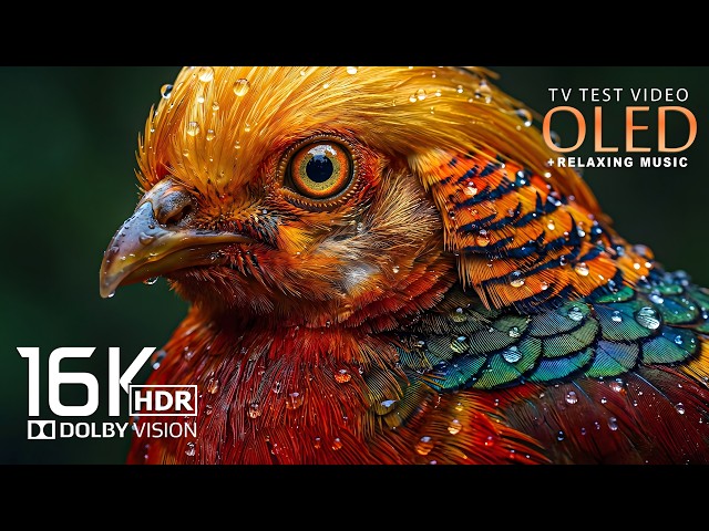 Beautiful OLED HDR TEST 16K Video | 8K HDR Dolby Vision 120FPS (8K/4K Video TV)