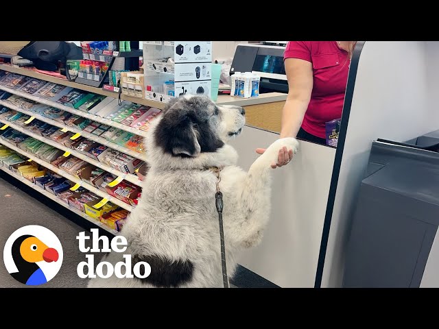 Great Pyrenees Walks Himself To CVS | The Dodo