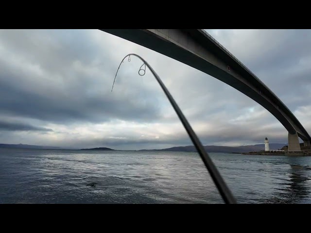 Lure fishing for pollock in Scotland short