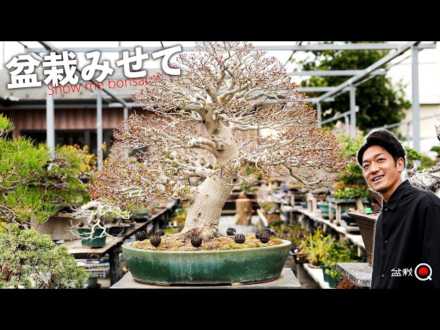 Bonsai viewing tour at Tokorozawa Horticulture after a year's absence [Bonsai Q]
