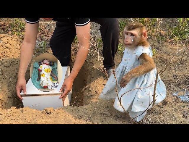 In the presence of monkey Tina, Uncle Tuan gave monkey Xuka a very careful burial.