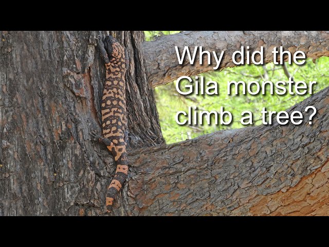 Gila monster Climbs a Tree