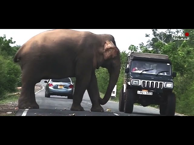 حيوانات طلبت مساعدة البشر   مشاهد لا تصدق