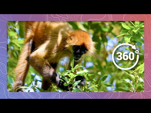 Geoffroy's Spider Monkeys Eat Palm Nuts | Wildlife in 360 VR