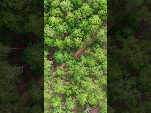Rustic beauty in the heart of the forest 🌳 #aerialview #cinematicview #explorenature