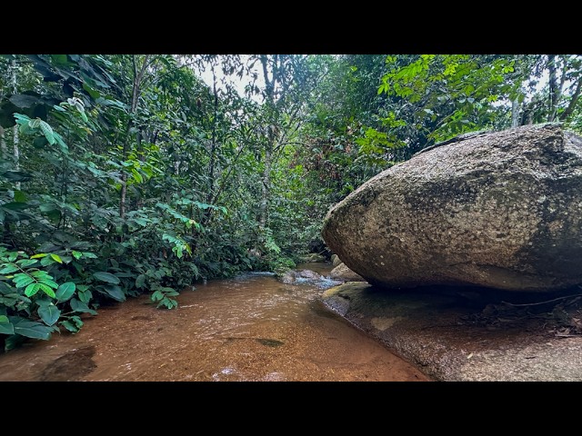 Exploring a stream in the Brazilian interior