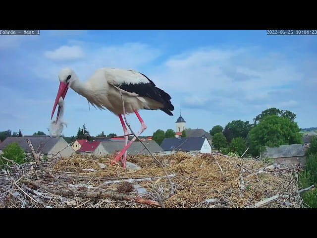 Abschied vom kleinen Küken 🐥   —  25.06.2022