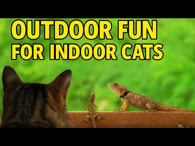 Lizard Extravaganza! 🐾 1 Hour Cat TV for Cats to Watch and Chase!