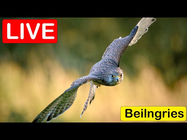 Turmfalken / Kestrels Beilngries - LIVE - Kira & Fips + Lilly & Toni