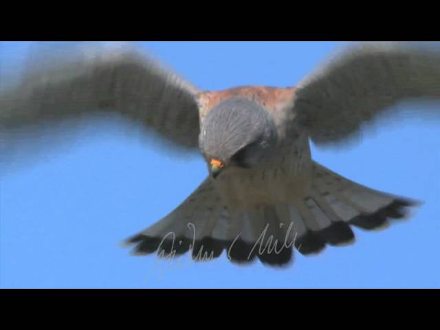 Turmfalke Rüttelflug