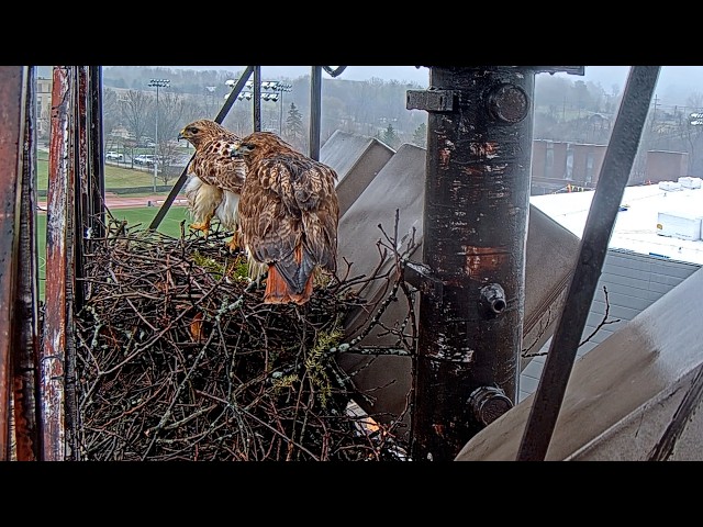 Big Red Arrives For A Rainy Day Switch At The Cornell Hawks Nest | April 2, 2026