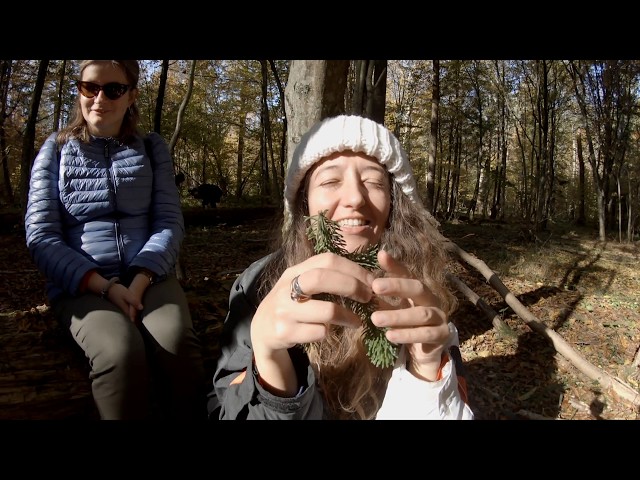 Może wejdziemy sobie do lasu