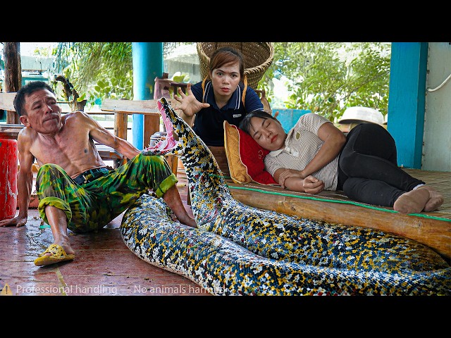 72 Hours of Terror: Giant Python Stalks a Sleeping Girl – One Wrong Move Ends Everything!