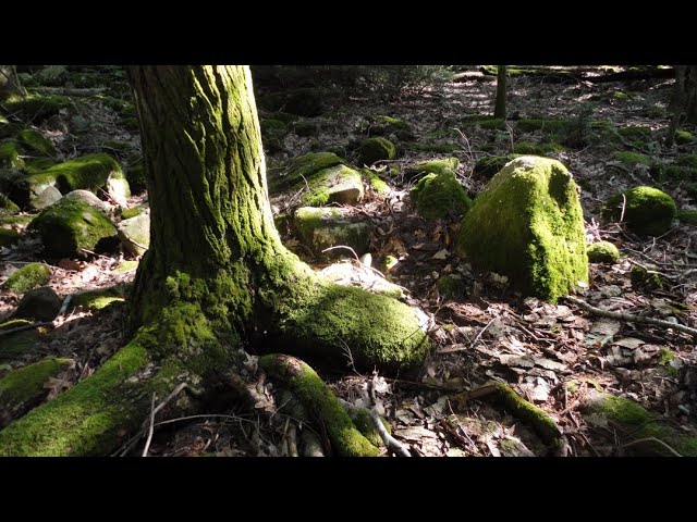 Leucistic Red-tailed Hawk | Unofficial