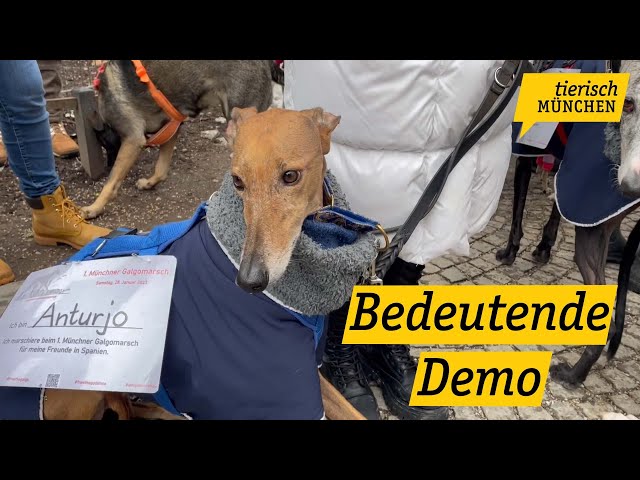 Bedeutende Demo – Menschen protestieren gegen das Töten spanischer Windhunde