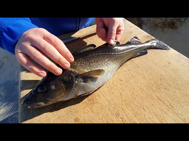 Ostsee Dorsch von Fischsommelier Andre Domke