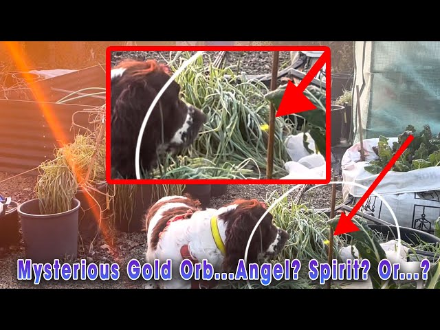 Paranormal Garden Encounter: Mystery Orb Is This a Sign?