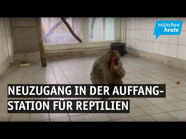 Neuzugang in der Auffangstation für Reptilien