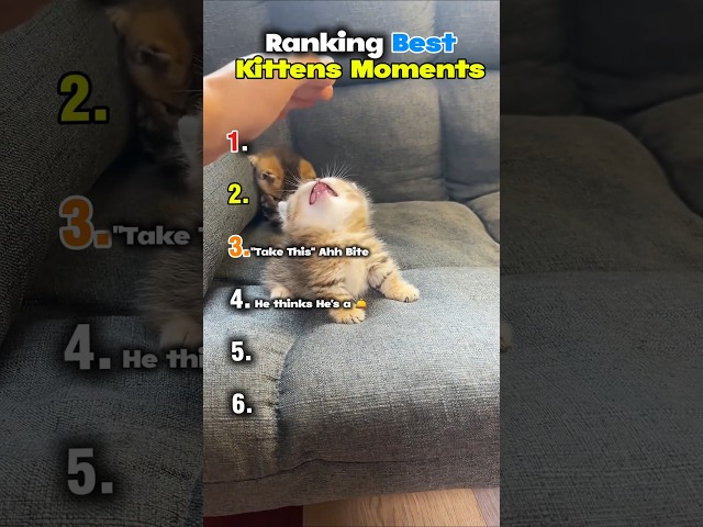 Ranking Best Kitten Moments