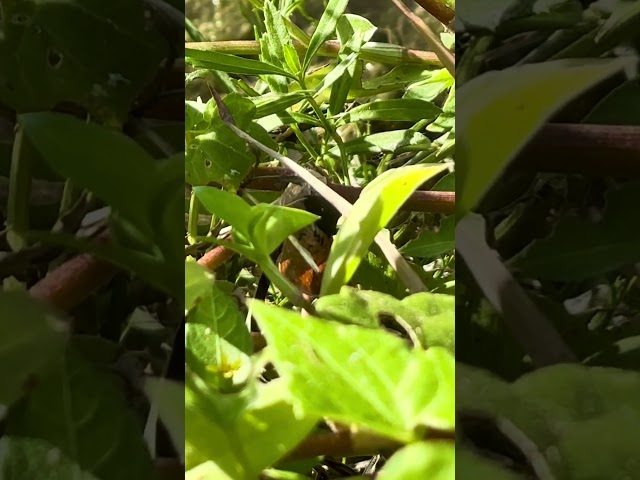 Black stink bug (Proxys punctulatus)